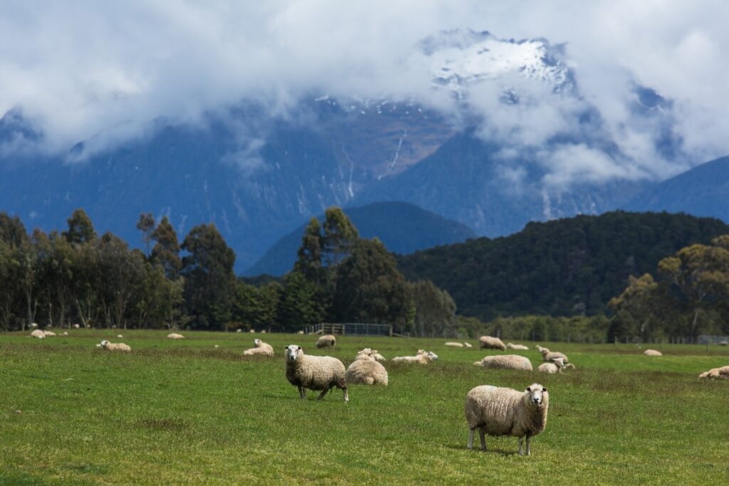 Wildlife in South Island, New Zealand