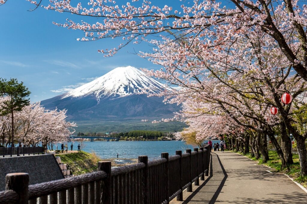 Scenic landscape of Lake Kawaguchiko in spring