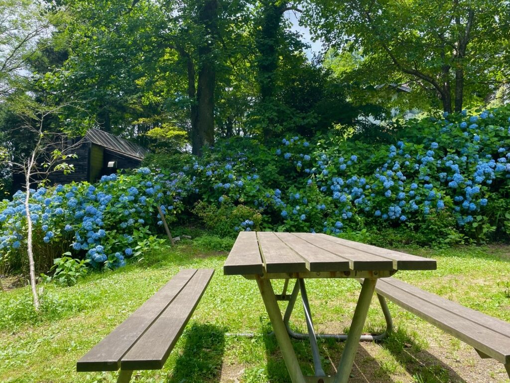 Flowers blooming in Rokko Alpine Botanical Garden