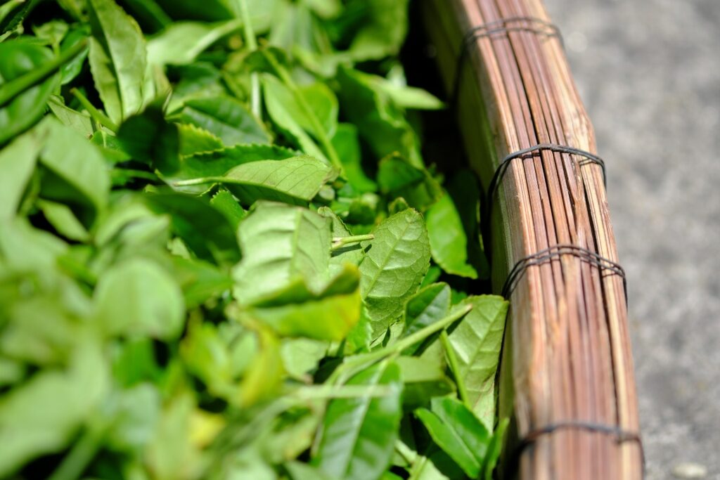 Fresh green tea leaves