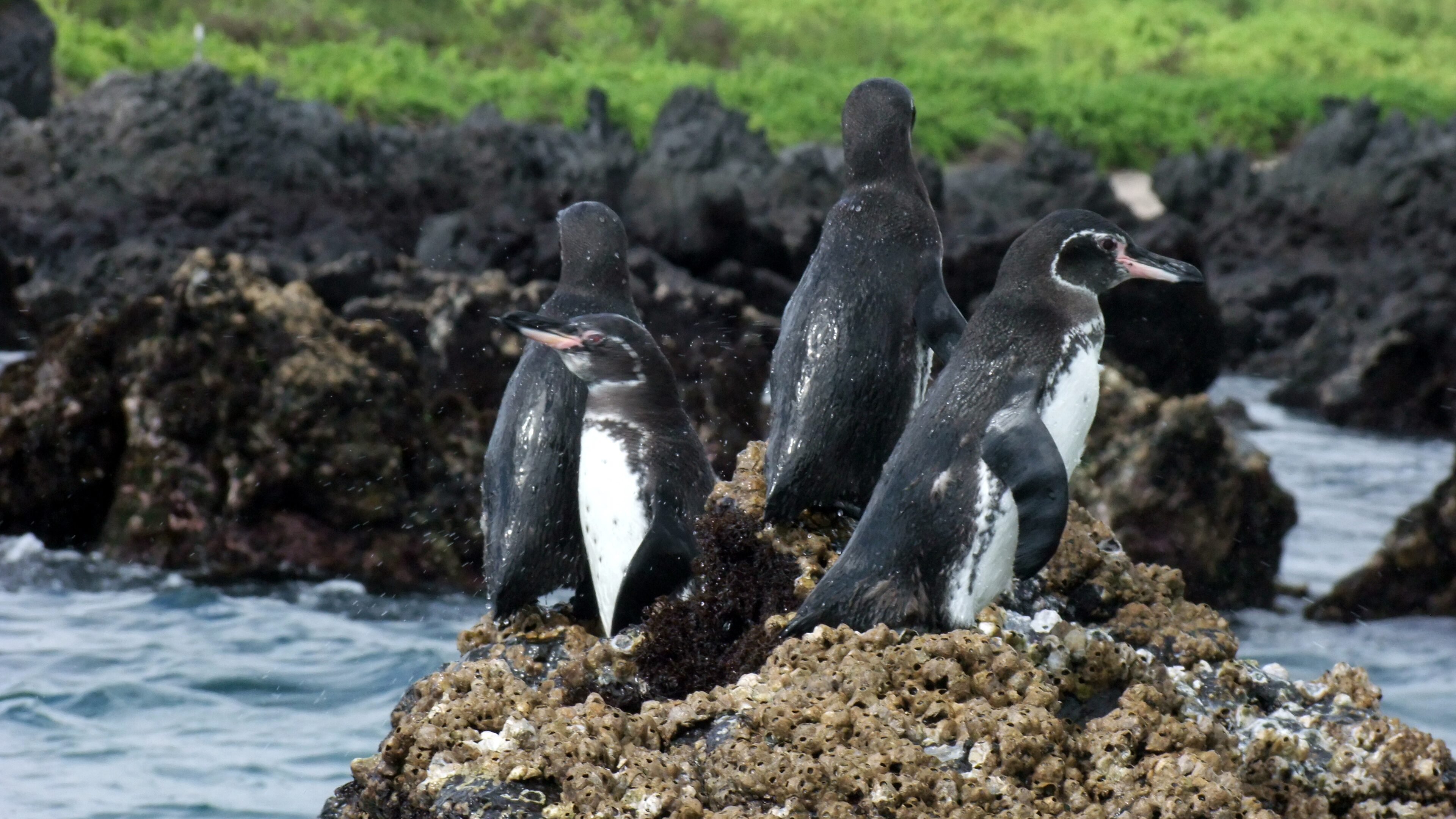 Cruise to Urvina Bay, Ecuador | Cruise to Isabela, Ecuador | Galapagos ...