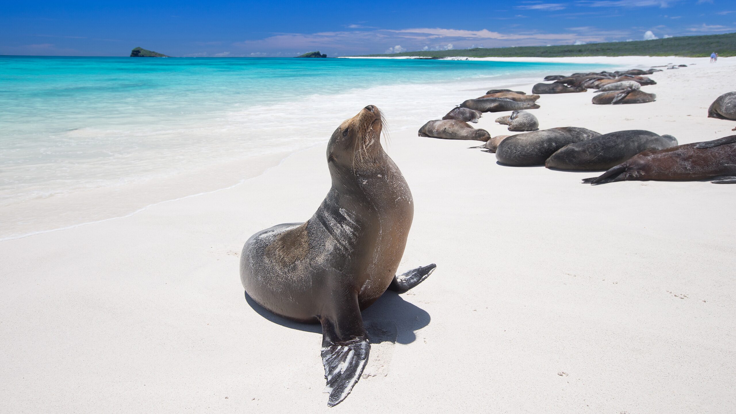 10 Nights Quito & Galapagos Inner Loop Cruise from Baltra (Galapagos ...