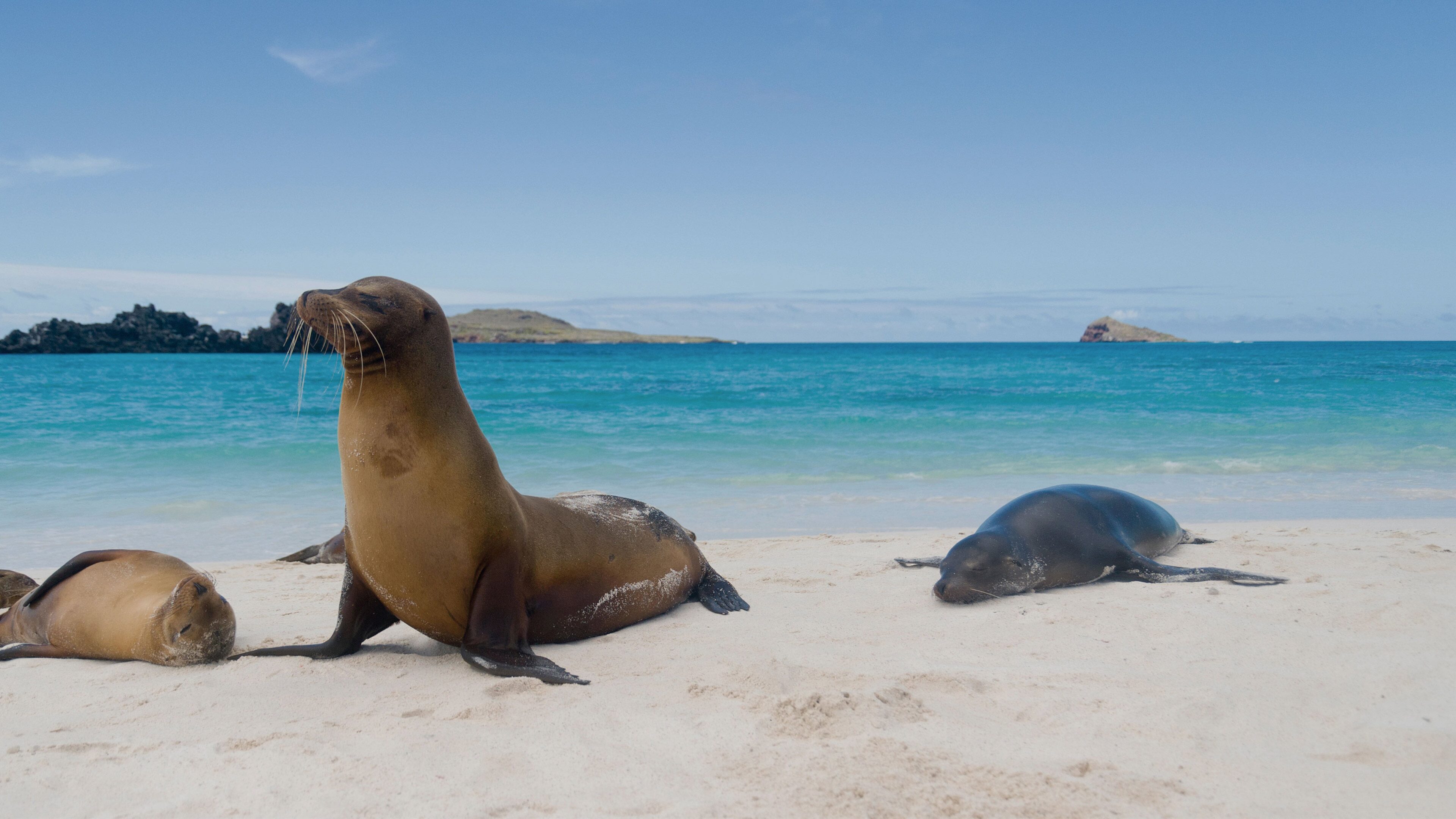 16 Nights Galapagos Southern Loop & Machu Picchu Cruise from Baltra ...