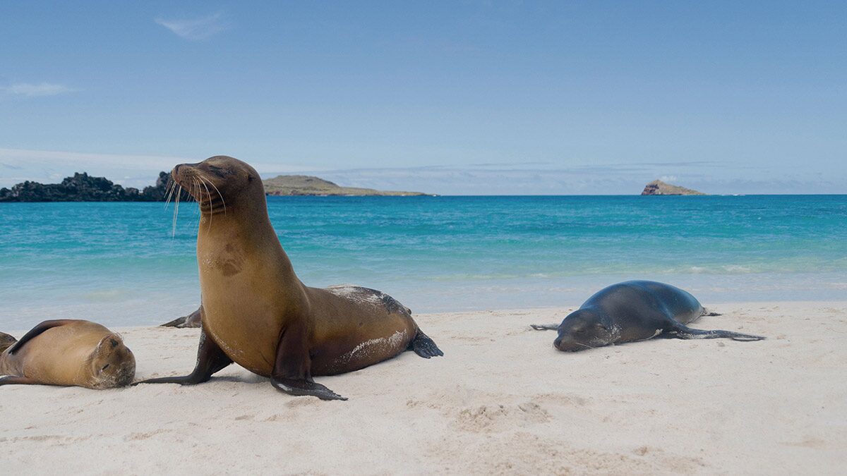 16 Nights Galapagos Southern Loop & Machu Picchu from Baltra (Galapagos ...