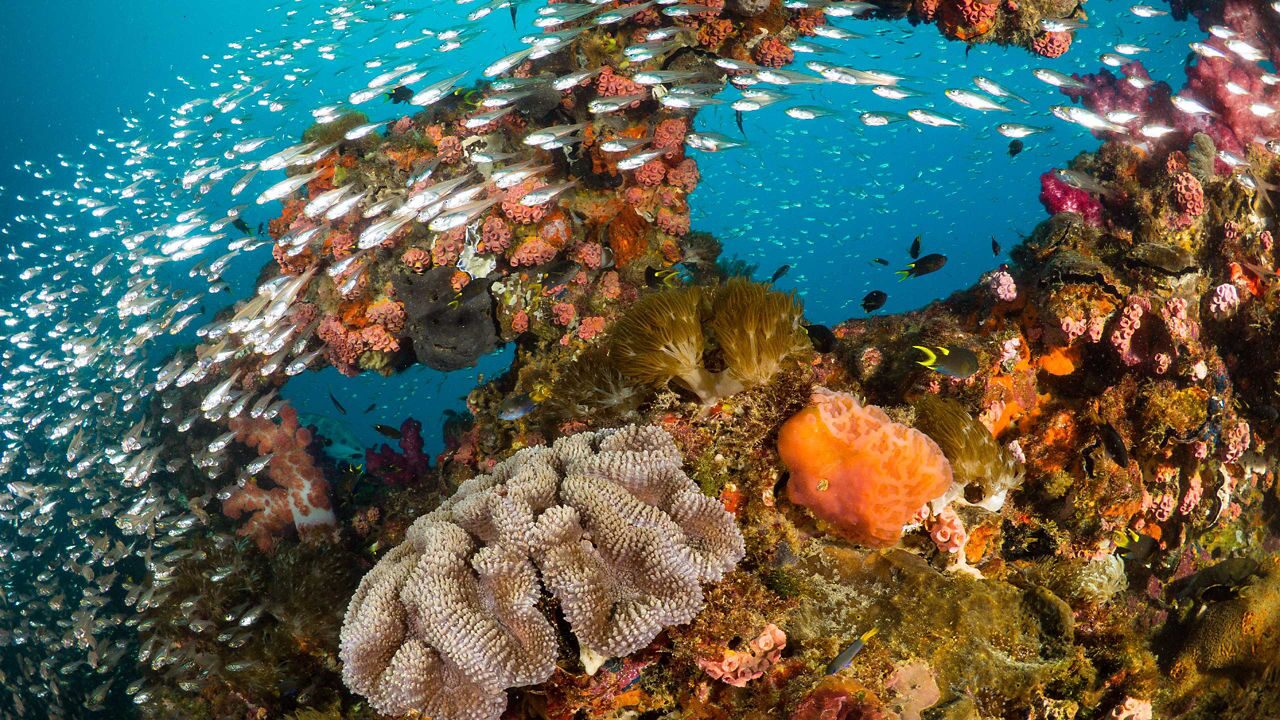 11 Nights Great Barrier Reef from Sydney, Australia Celebrity Cruises