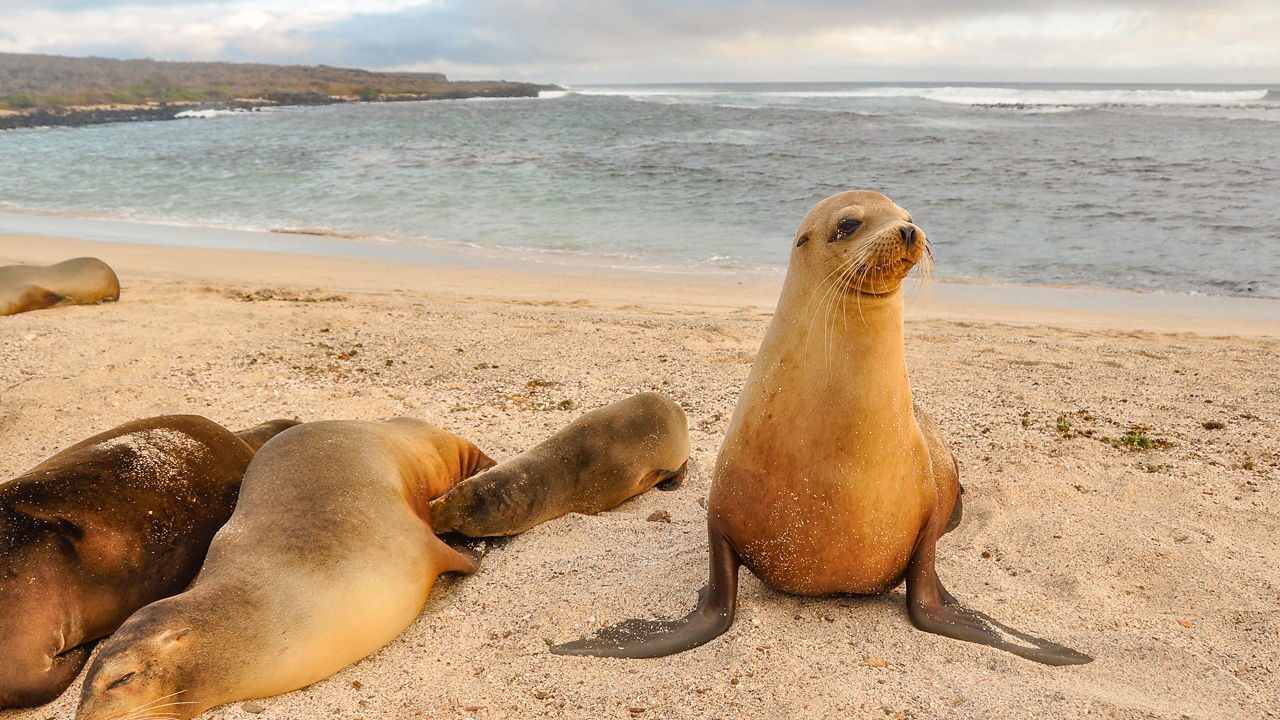 7 Nights Galapagos Southern Loop from Baltra (Galapagos) | Celebrity ...