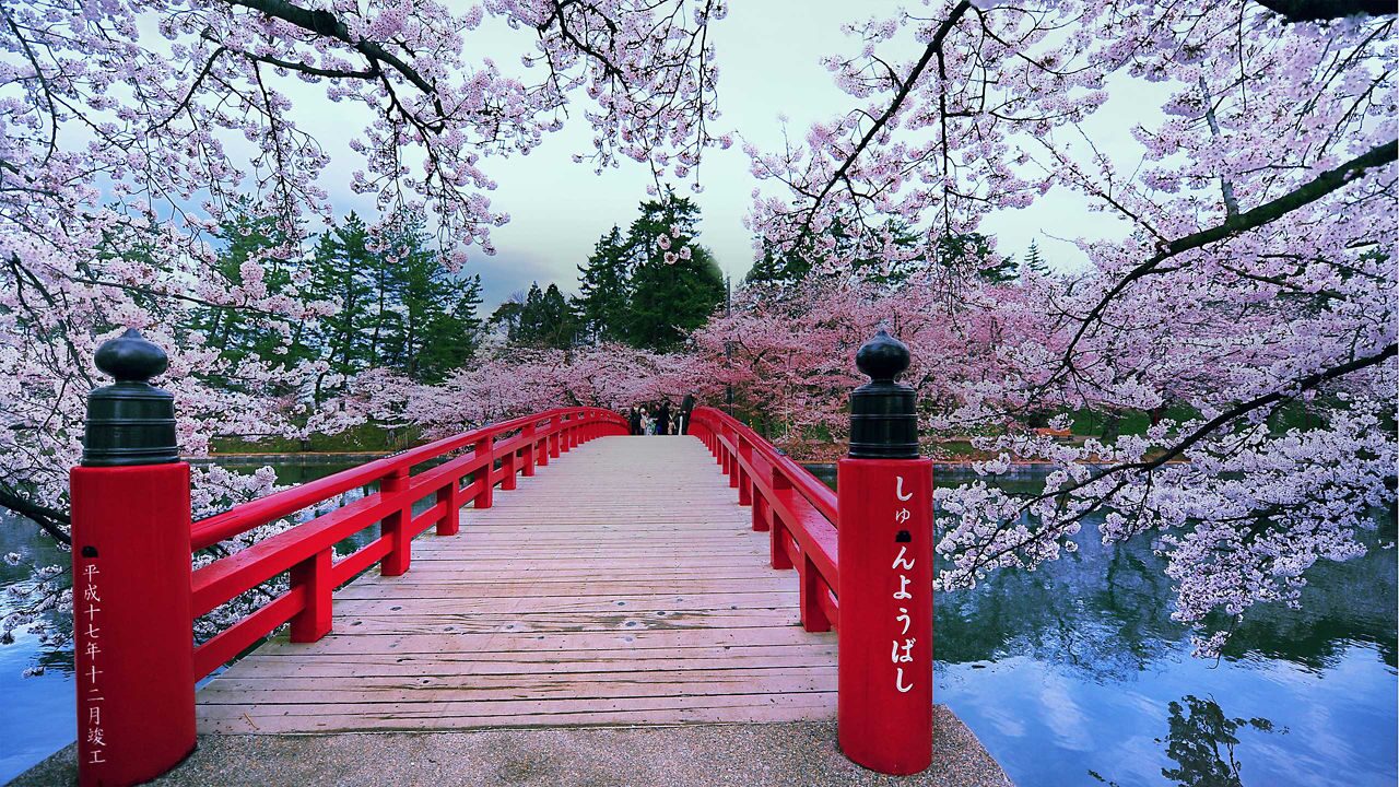 Red bridge surrounded by cherry blossom trees in Aomori, Japan