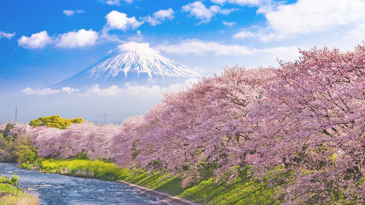 Mount Fuji seen behind a line of cherry blossom trees in Shimizu, Japan