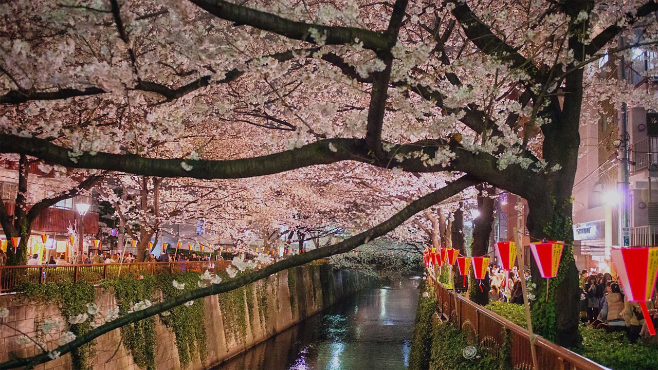 Sakura Canal in Tokyo, Japan with a canopy of cherry blossoms