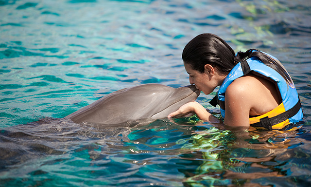 Cruise Essentials: Dolphin Swim & VIP Experience All-Inclusive in Cozumel,  Mexico | Celebrity Cruises